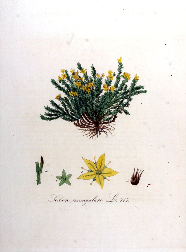Sedum sexangulare — Flora Batava — Volume v9