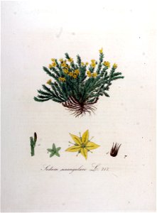 Sedum sexangulare — Flora Batava — Volume v9. Free illustration for personal and commercial use.