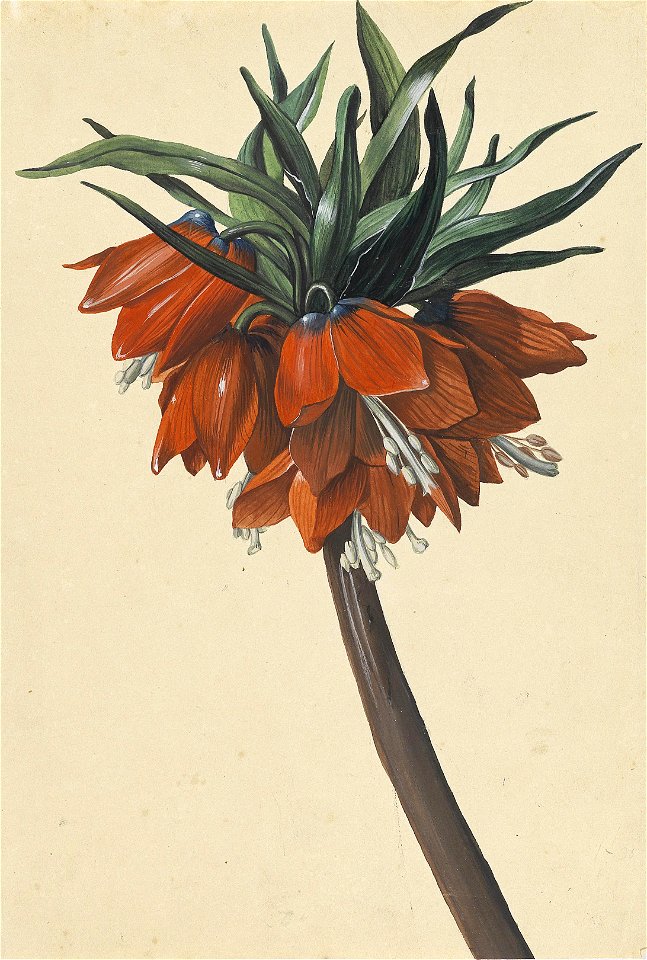 Sebastian Wegmayr Frittelaria imperialis
