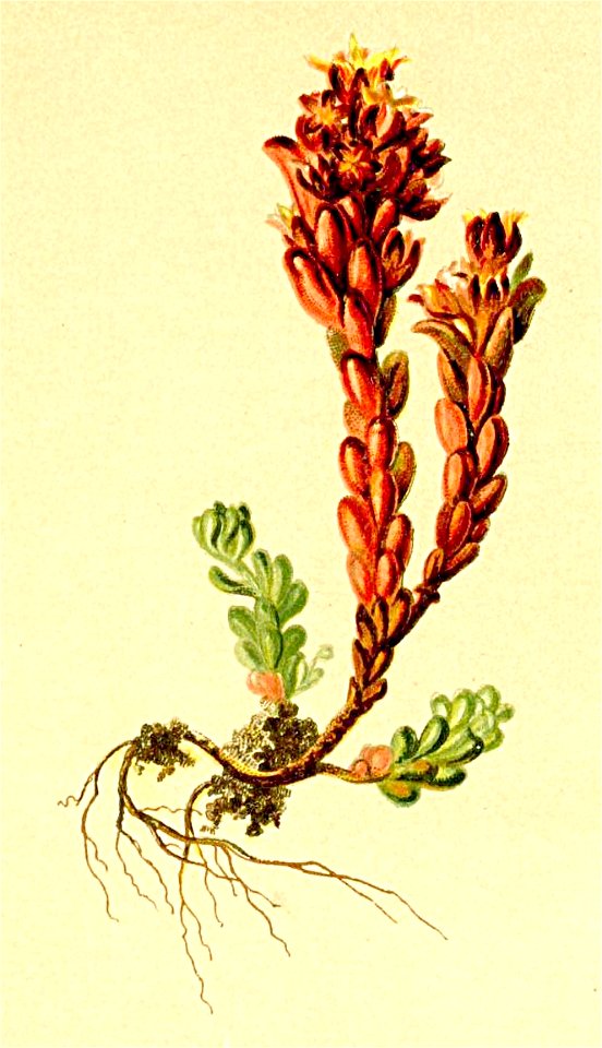 Sedum atratum Atlas Alpenflora