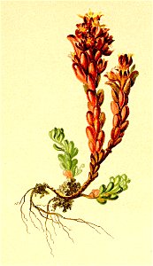 Sedum atratum Atlas Alpenflora