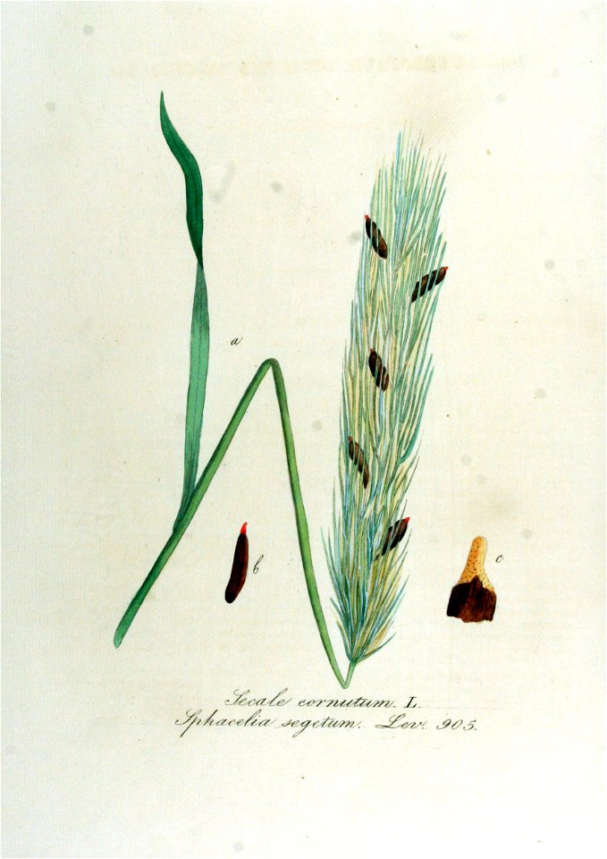 Secale cornutum — Flora Batava — Volume v12