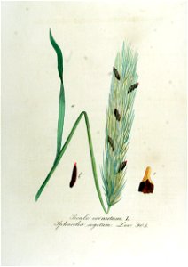Secale cornutum — Flora Batava — Volume v12