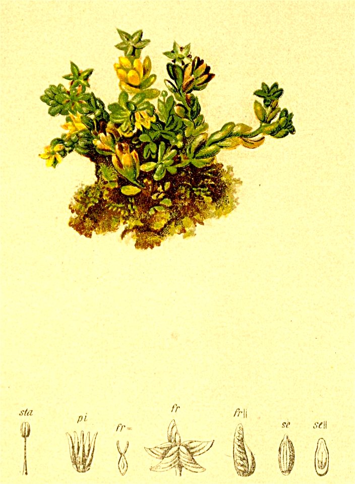 Sedum alpestre Atlas Alpenflora