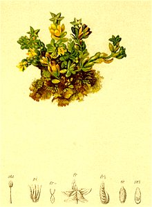 Sedum alpestre Atlas Alpenflora