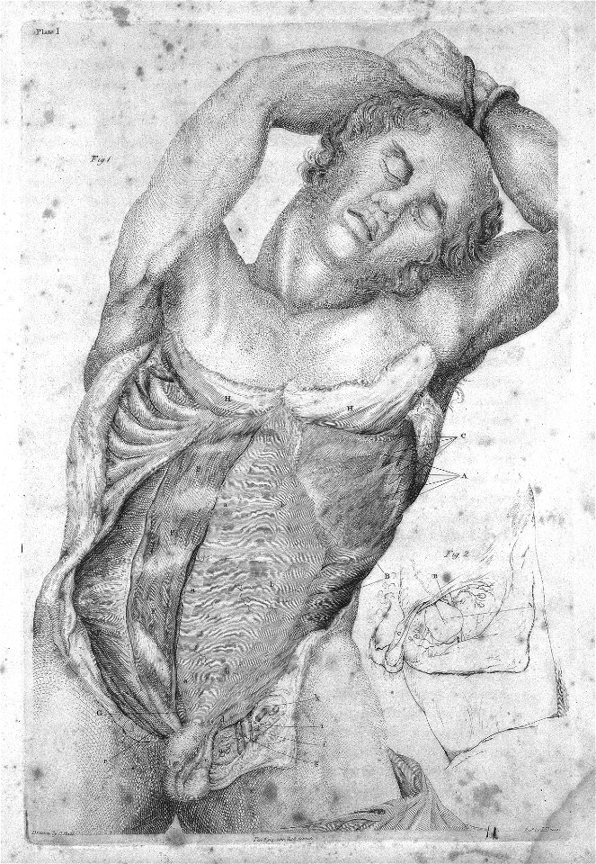 Second stage of dissection; torso, 1798 Wellcome L0018093