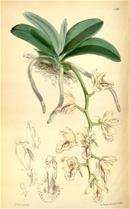 Sedirea japonica (as Aerides japonica, spelled Aerides japonicum) - Curtis' 95 (Ser. 3 no. 25) pl. 5798 (1869)