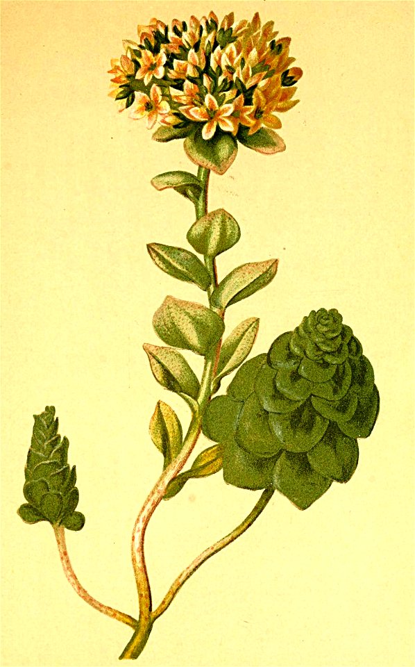 Sedum anacampseros Atlas Alpenflora