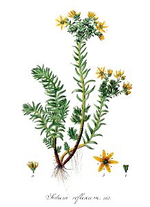 Sedum reflexum — Flora Batava — Volume v8. Free illustration for personal and commercial use.