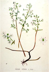 Sedum cepaea — Flora Batava — Volume v20. Free illustration for personal and commercial use.