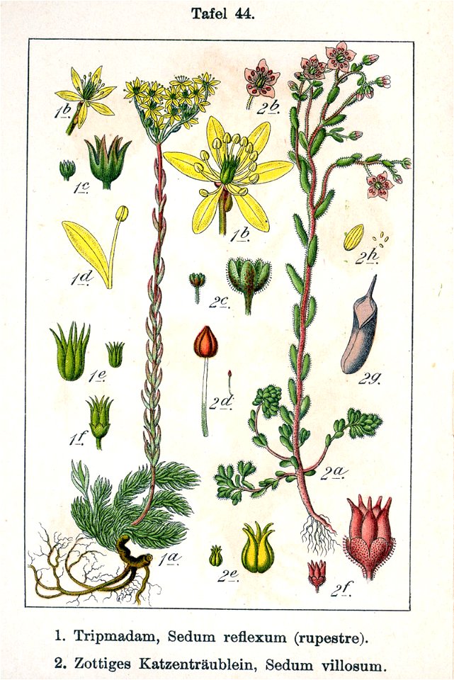 Sedum spp Sturm44