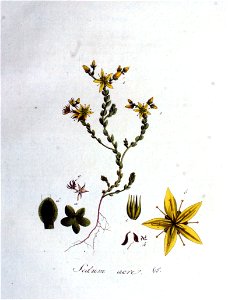 Sedum acre — Flora Batava — Volume v1