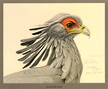 Secretary bird Fuertes. Free illustration for personal and commercial use.