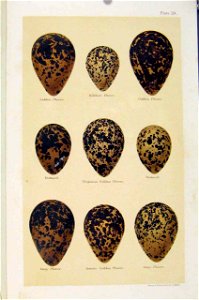 SeebohmPlate39