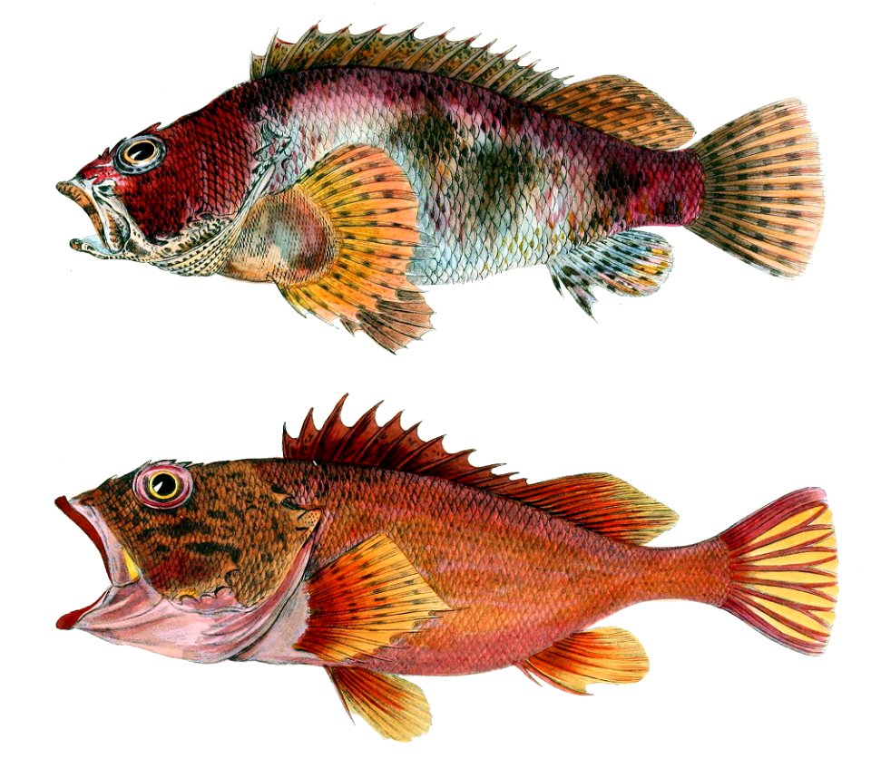 Sebastiscus marmoratus