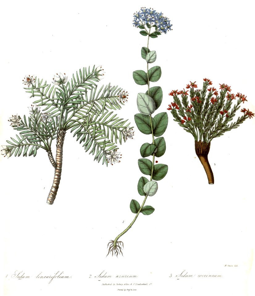 SedumRoyle