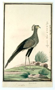 Secretarisvogel (Sagittarius serpentarius)