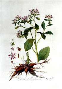 Sedum telephium — Flora Batava — Volume v2