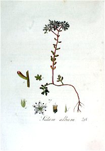 Sedum album — Flora Batava — Volume v3