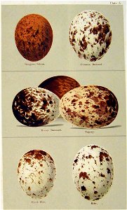 SeebohmPlate3