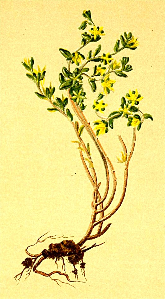 Sedum annuum Atlas Alpenflora