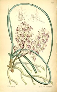 Seidenfadenia mitrata (as Aerides mitrata or Aerides mitratum) - Curtis' 94 (Ser. 3 no. 24) pl. 5728 (1868)