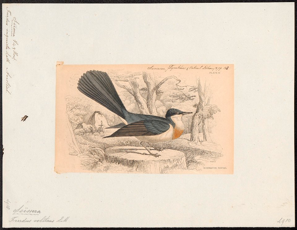 Seisura inquieta - 1838 - Print - Iconographia Zoologica - Special Collections University of Amsterdam - UBA01 IZ16500121