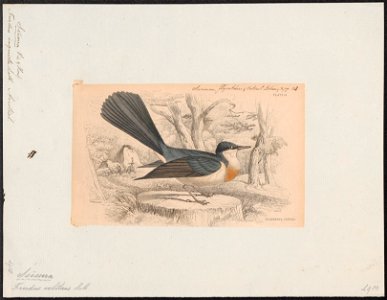 Seisura inquieta - 1838 - Print - Iconographia Zoologica - Special Collections University of Amsterdam - UBA01 IZ16500121