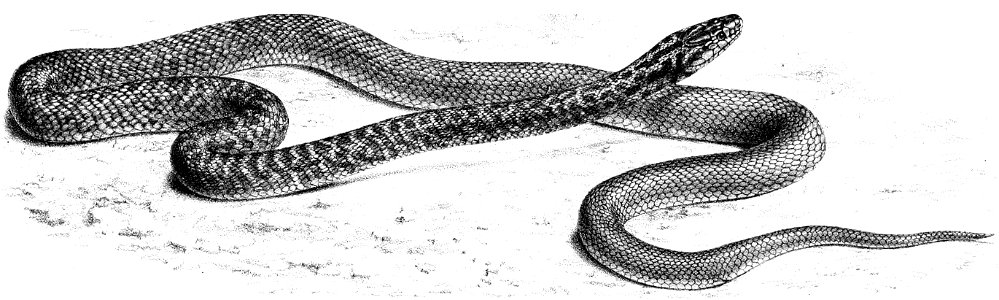 The Annals and magazine of natural history; zoology, botany, and geology (1866) (18226060179) 2
