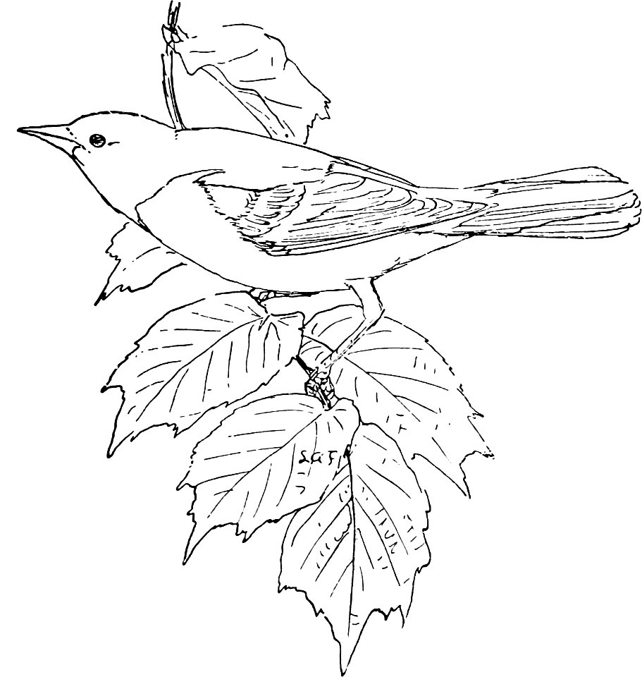The Baltimore Oriole-MBS 40