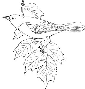 The Baltimore Oriole-MBS 40