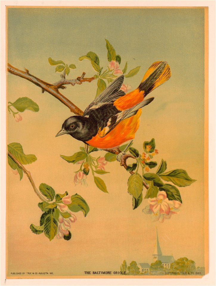 The Baltimore Oriole LCCN2003690935