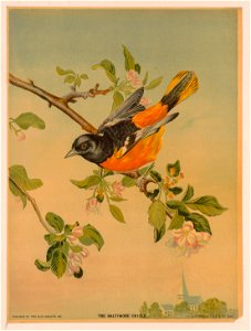 The Baltimore Oriole LCCN2003690935