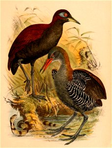 The birds of Celebes and the neighbouring islands - XLII