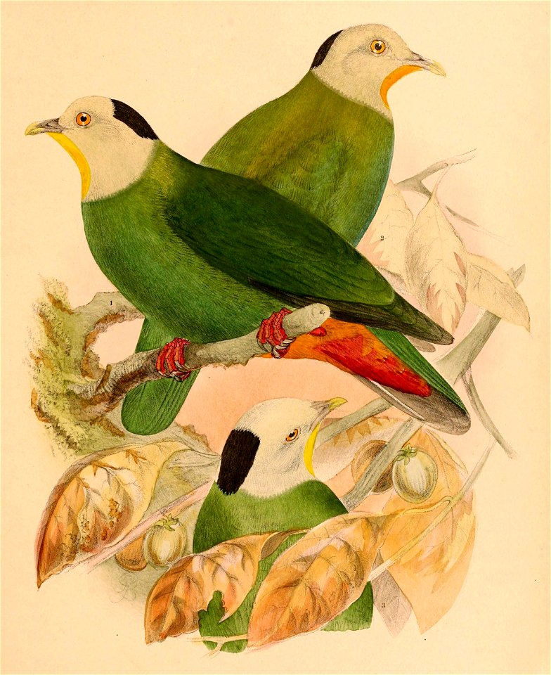 The birds of Celebes and the neighbouring islands - XXXVIII