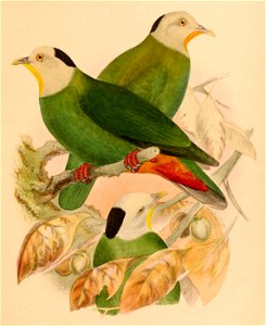 The birds of Celebes and the neighbouring islands - XXXVIII