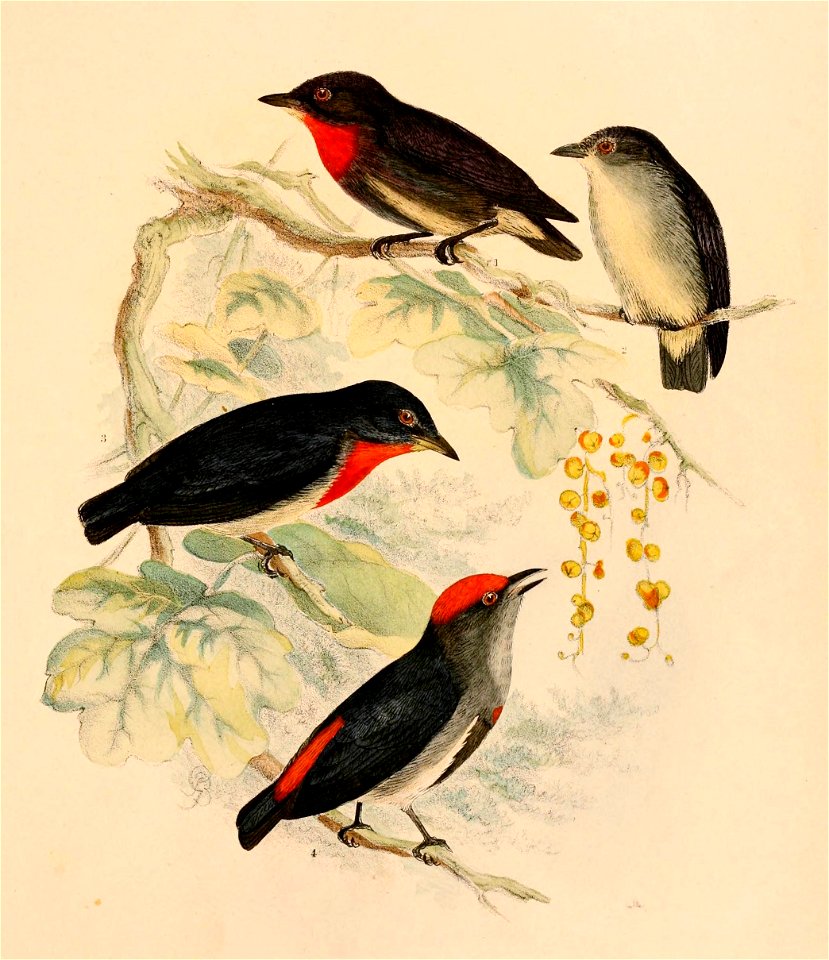 The birds of Celebes and the neighbouring islands - XXV