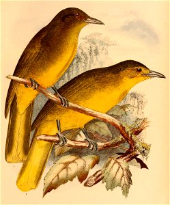 The birds of Celebes and the neighbouring islands - XXXII