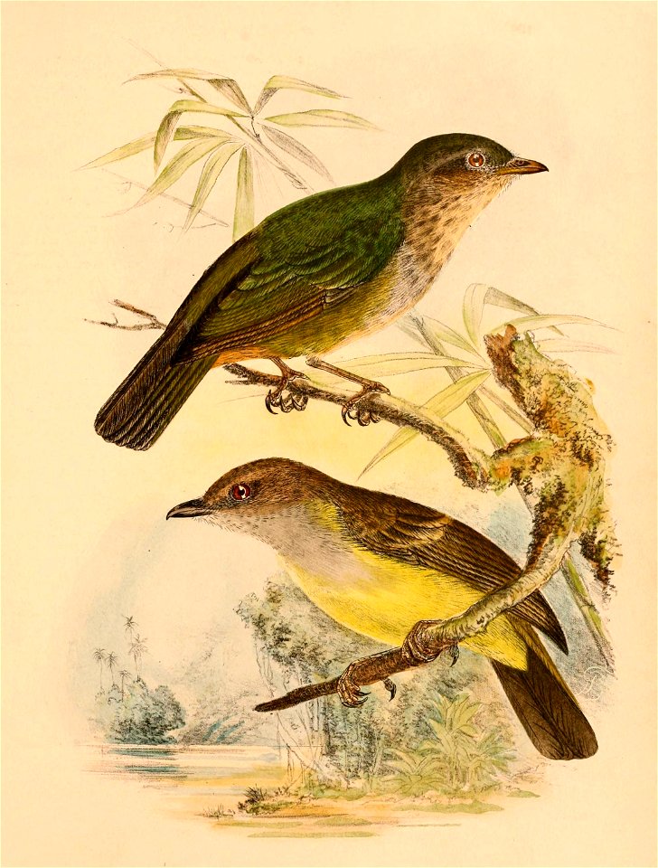 The birds of Celebes and the neighbouring islands - XVIII