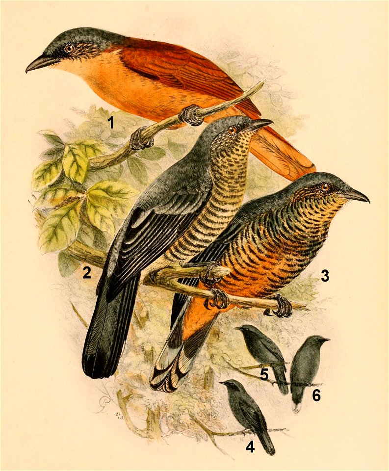 The birds of Celebes and the neighbouring islands - XXII