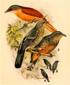 The birds of Celebes and the neighbouring islands - XXII