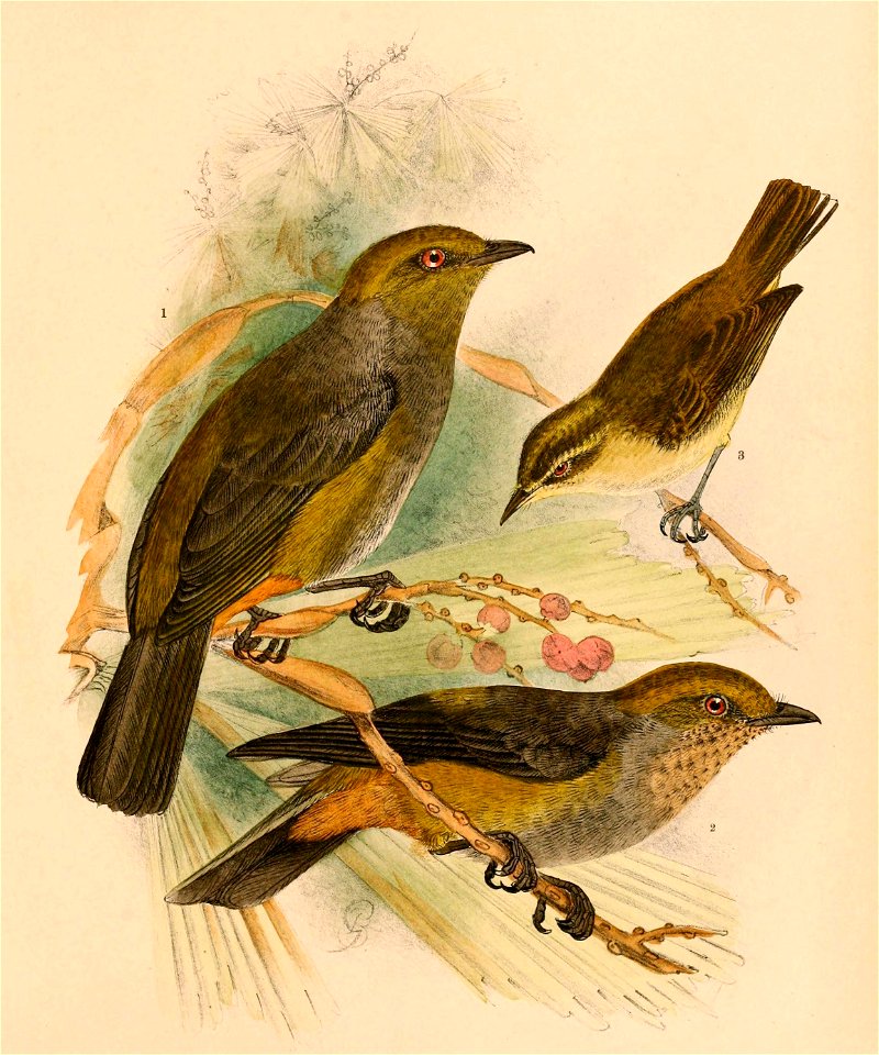 The birds of Celebes and the neighbouring islands - XIX