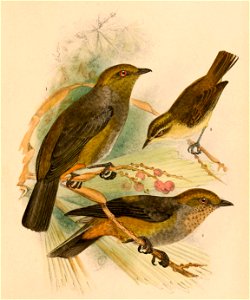 The birds of Celebes and the neighbouring islands - XIX