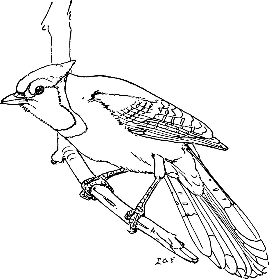 The Bluejay-MBS 46