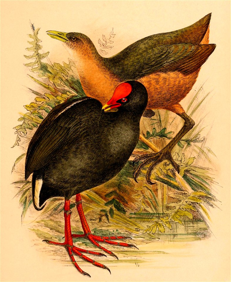 The birds of Celebes and the neighbouring islands - XLIII