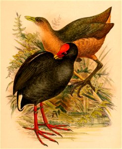 The birds of Celebes and the neighbouring islands - XLIII