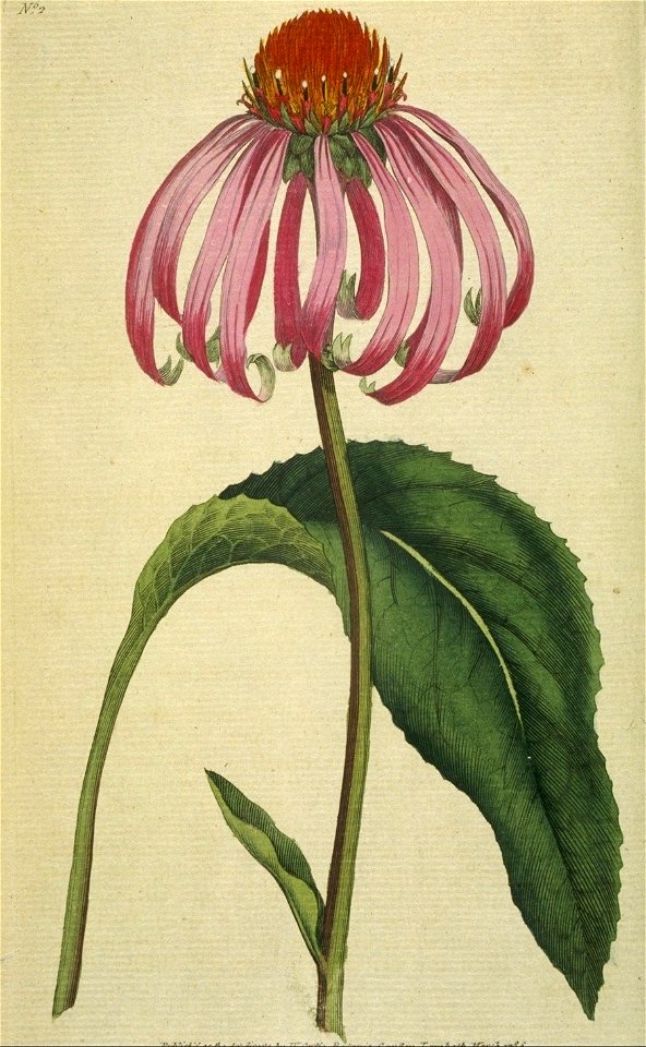 The Botanical Magazine-Vol I Pl. 2