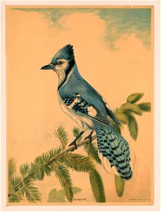 The Blue Jay LCCN2003690936