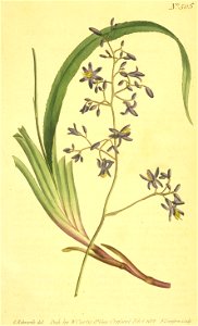 The Botanical Magazine Vol 15 Plate 505 - Dianella caerulea (Blue Dianella). Free illustration for personal and commercial use.