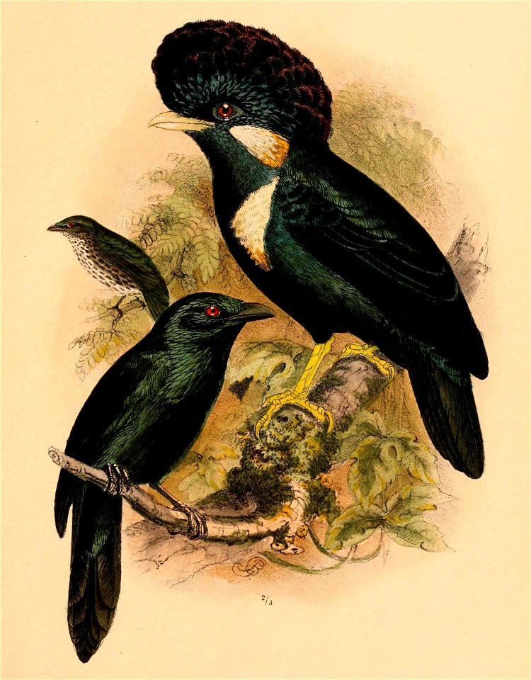 The birds of Celebes and the neighbouring islands - XXXVI